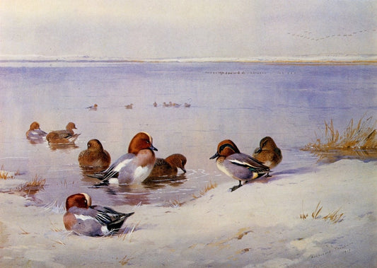 Dimensions 6480 x 4610 pixels