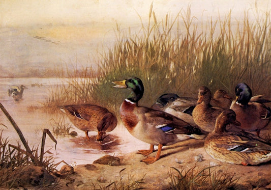 Dimensions 6594 x 4613 pixels