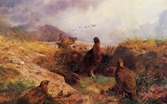 Dimensions 6640 x 4140 pixels