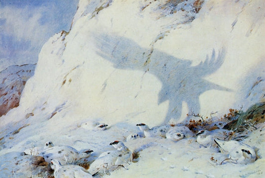 Dimensions 6590 x 4430 pixels