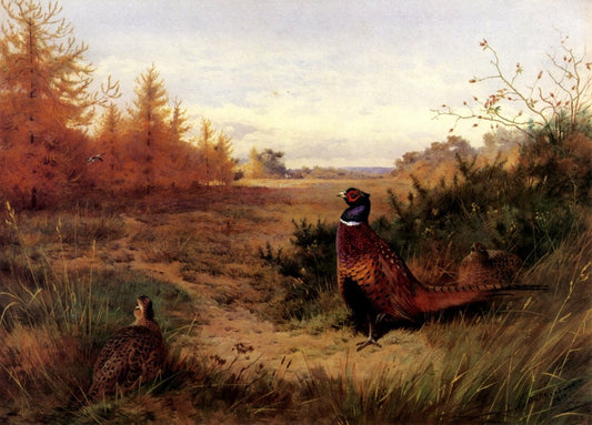 Dimensions 6392 x 4592 pixels