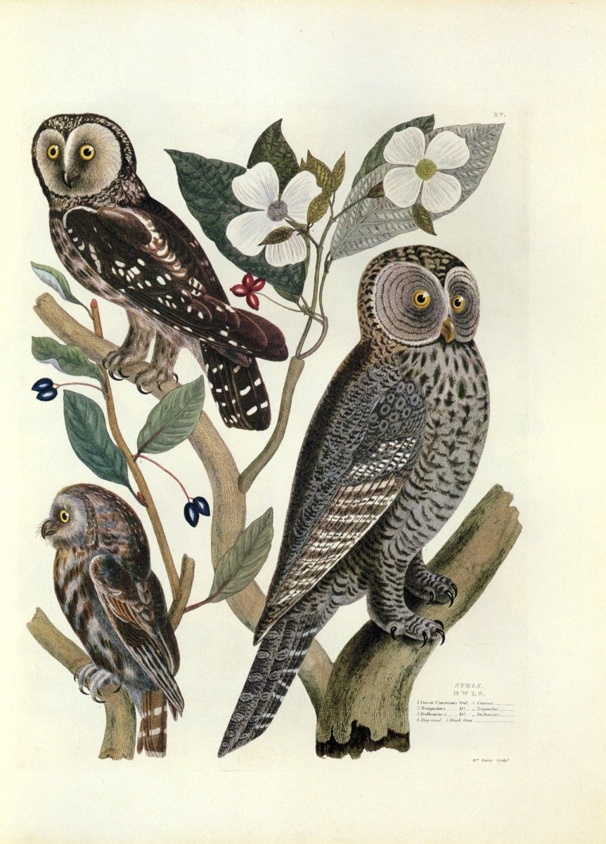 Owls - 40 Public Domain Images | Dimensions 5580 x 7770 pixels