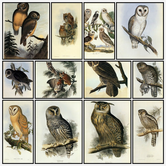 Owls - 40 Public Domain Images | A snapshot of some of the images