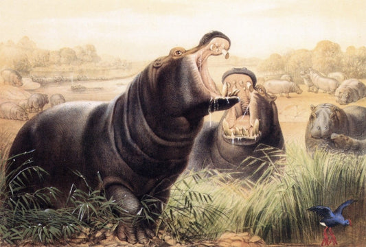 Joseph Wolf (1820-1899) - Hippopotamus 1861 | Dimensions 7301 x 4928 pixels