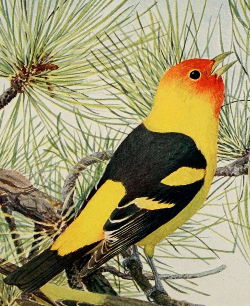 ·Pictures of Birds in the Public Domain - Public Domain Image Library