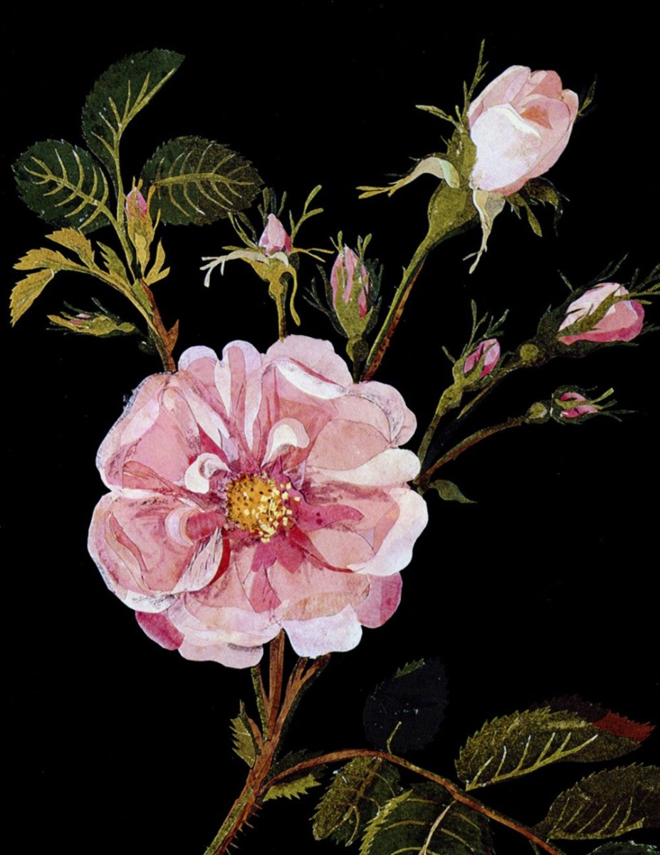·Botanical Artists in the Public Domain - Public Domain Image Library