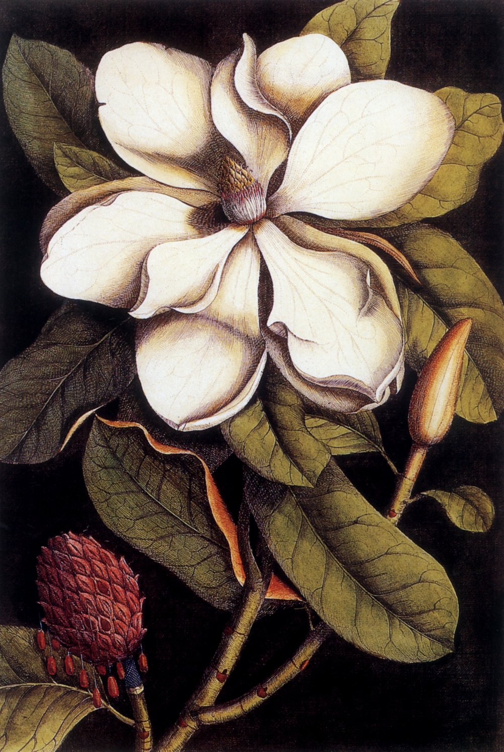 Mark Catesby