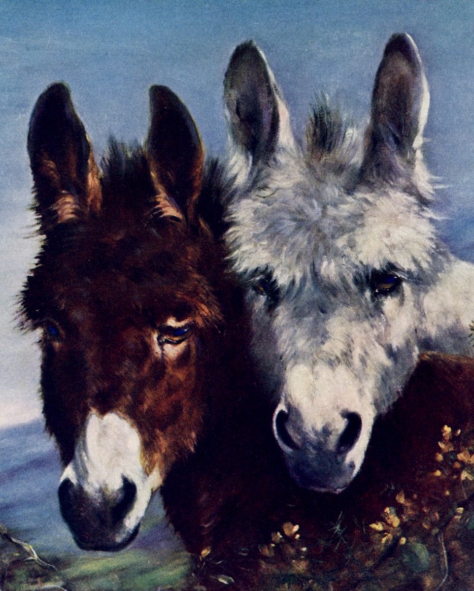 ·Donkey Pictures in the Public Domain - Public Domain Image Library