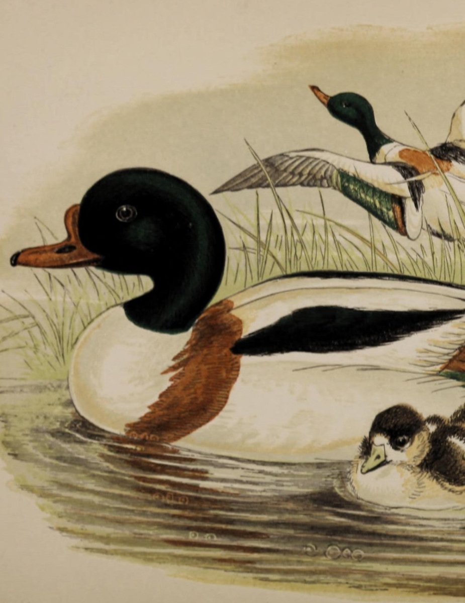 ·Pictures of Ducks in the Public Domain - Public Domain Image Library