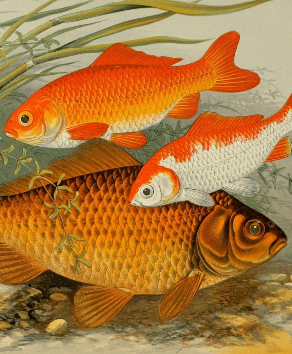 ·Fish and Marine Life Pictures in the Public Domain - Public Domain Image Library