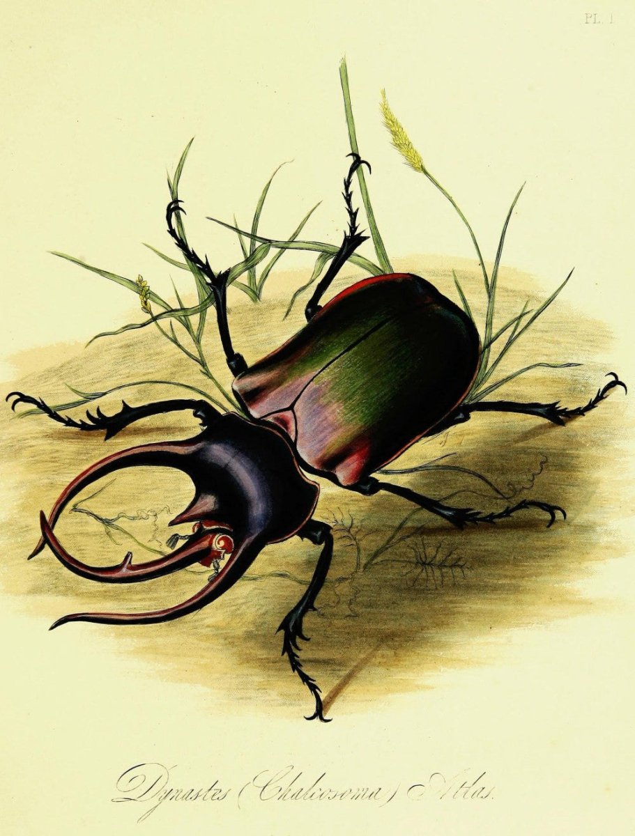 ·Pictures of Insects in the Public Domain - Public Domain Image Library
