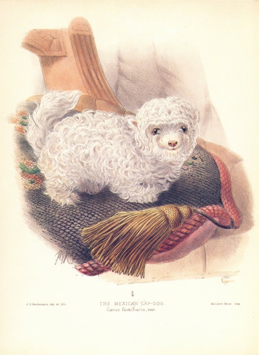 John Keulemans