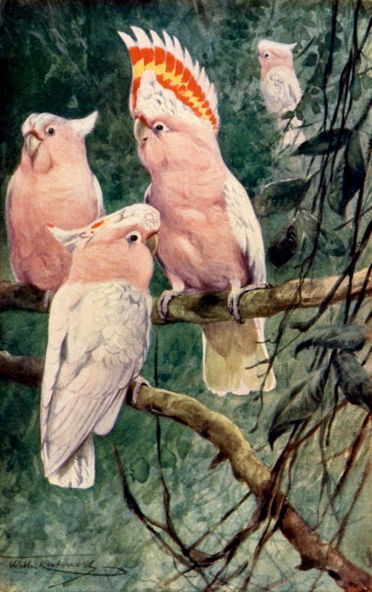 Friedrich Wilhelm Kuhnert