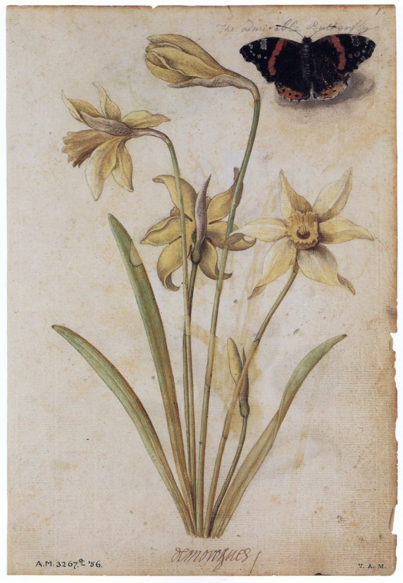 Jacques Le Moyne de Morgues