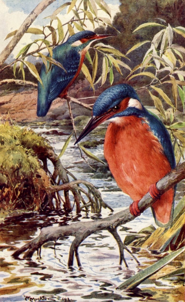 Angelo Fairfax Muckley