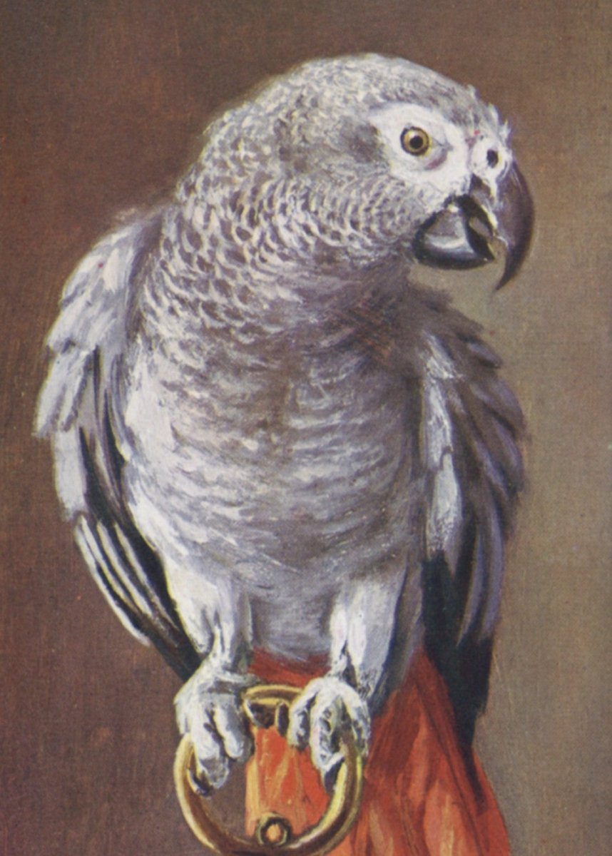 ·Pictures of Parrots in the Public Domain - Public Domain Image Library