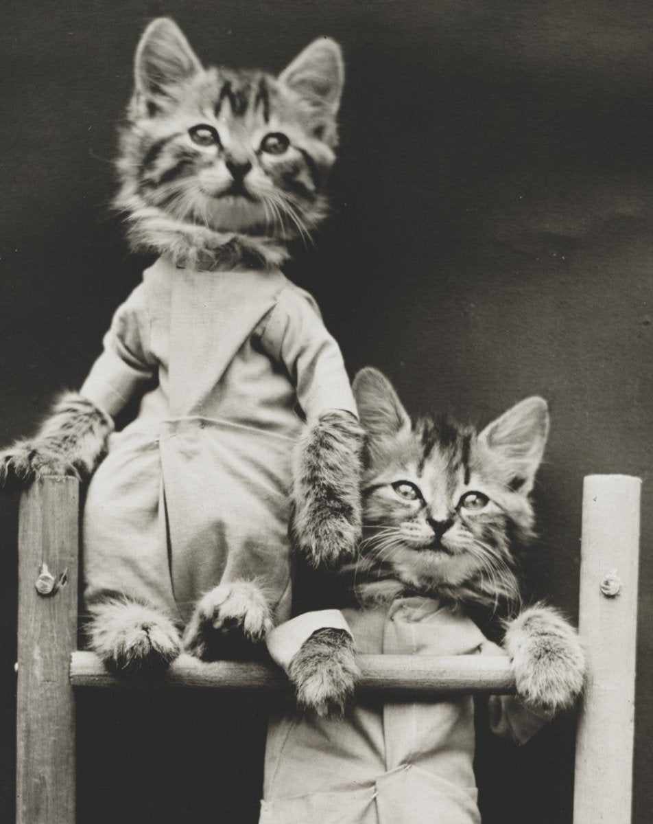 ·Photographs in the Public Domain - Public Domain Image Library