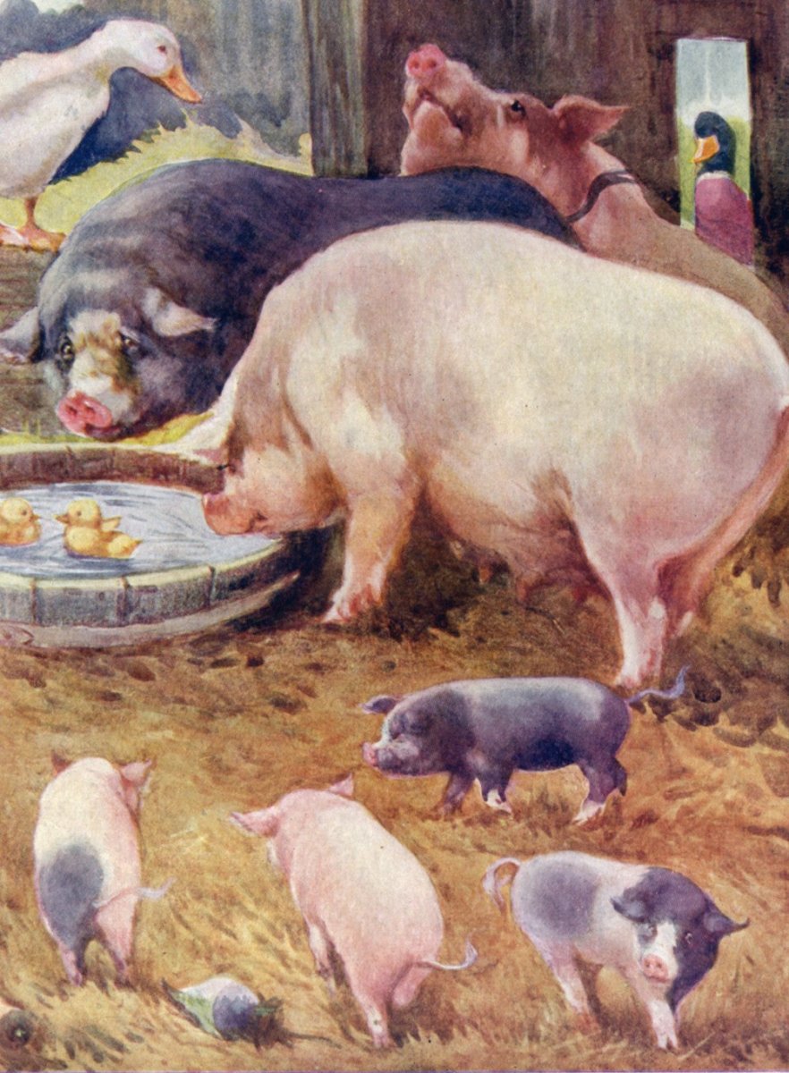 ·Pictures of Pigs in the Public Domain - Public Domain Image Library