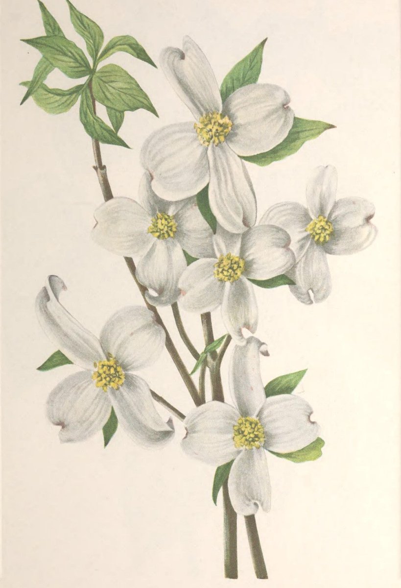 ·Plant Kingdom pictures in the Public Domain - Public Domain Image Library