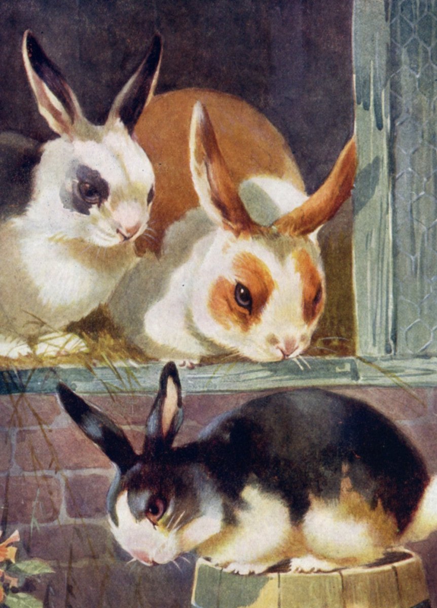 ·Pictures of Rabbits in the Public Domain - Public Domain Image Library