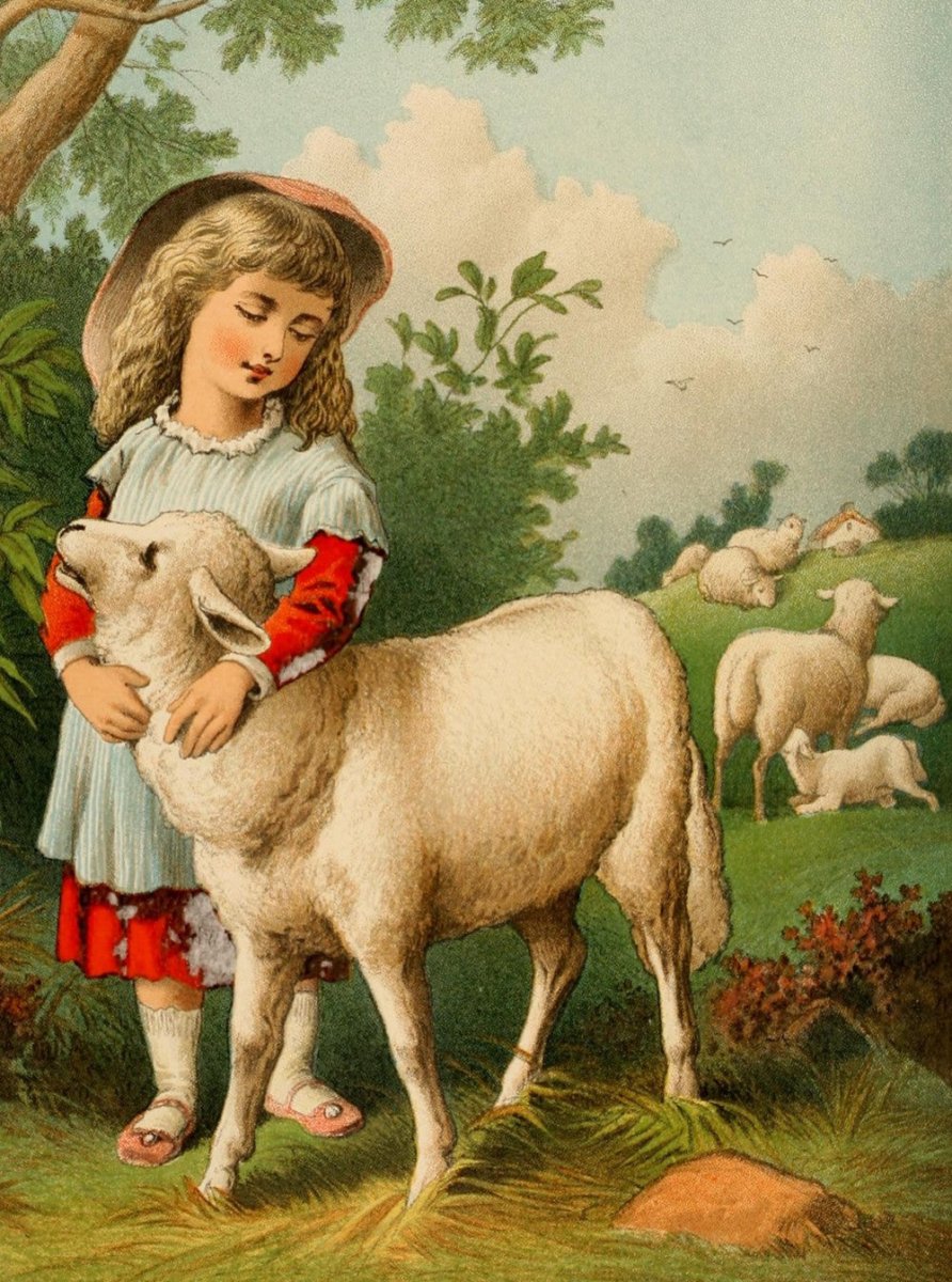 ·Sheep Pictures in the Public Domain - Public Domain Image Library