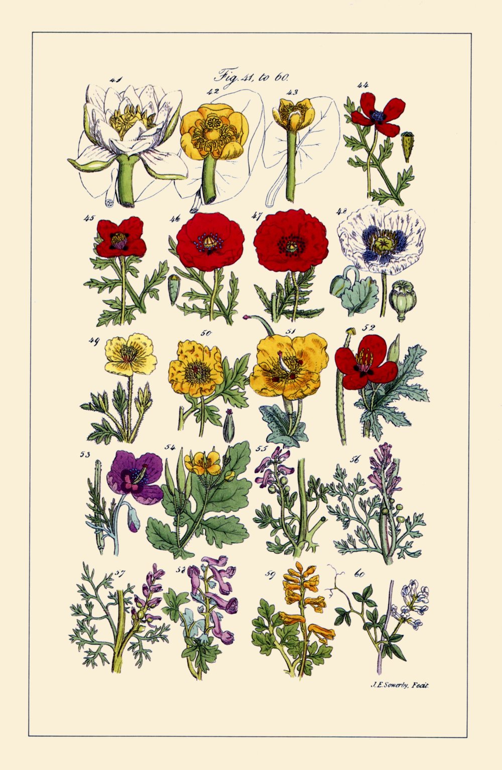 John Edward Sowerby