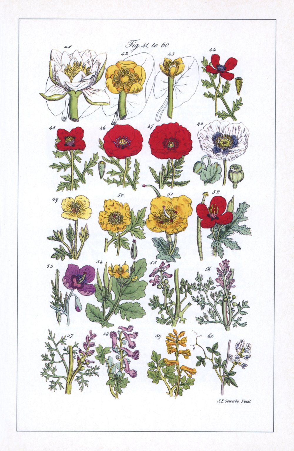John Edward Sowerby