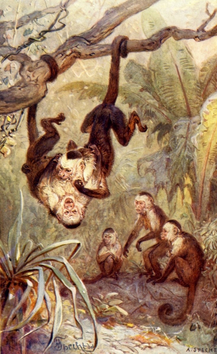 August Specht - Natural History of Animals 1905 - Capuchin Monkeys