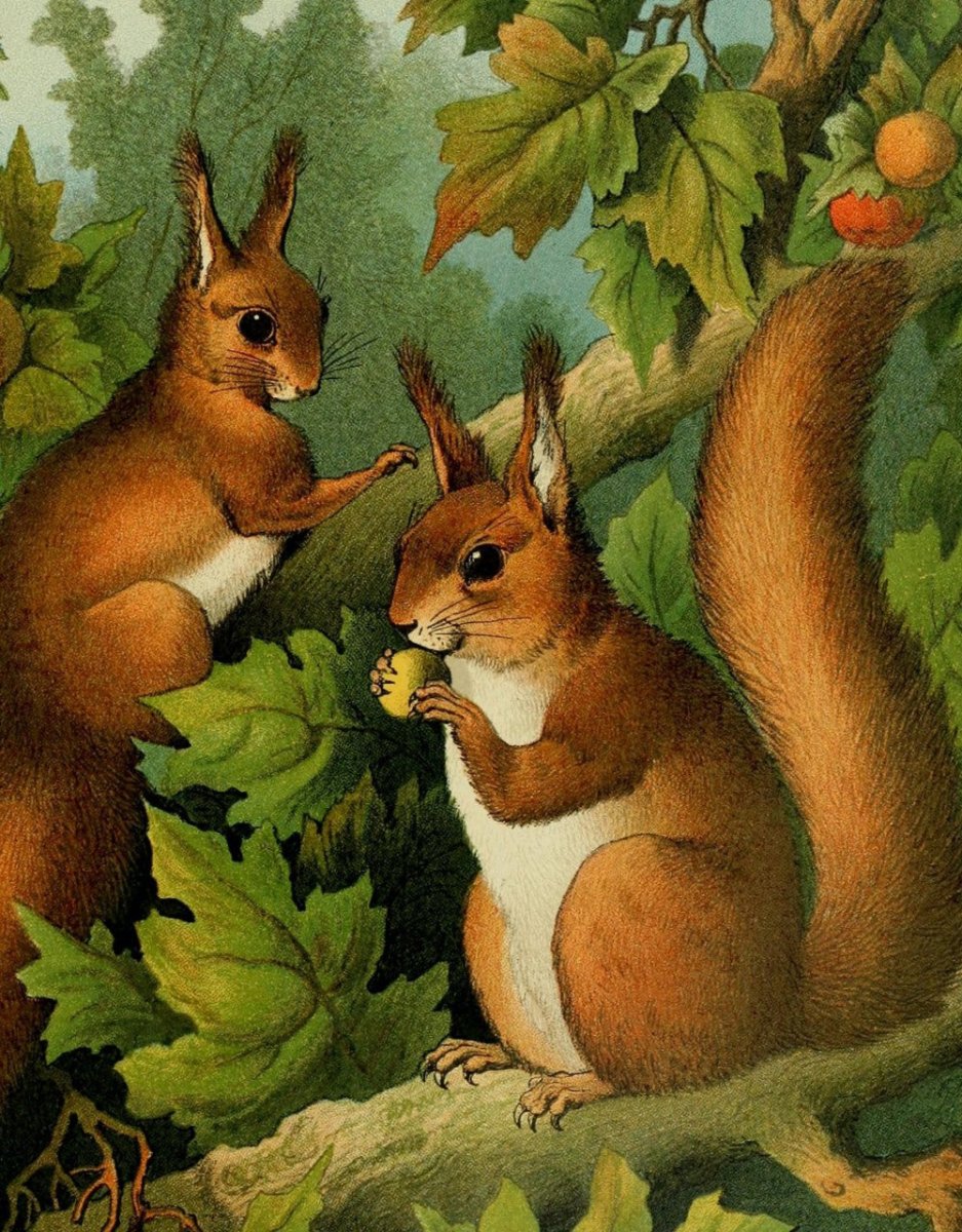 ·Pictures of Squirrels in the Public Domain - Public Domain Image Library
