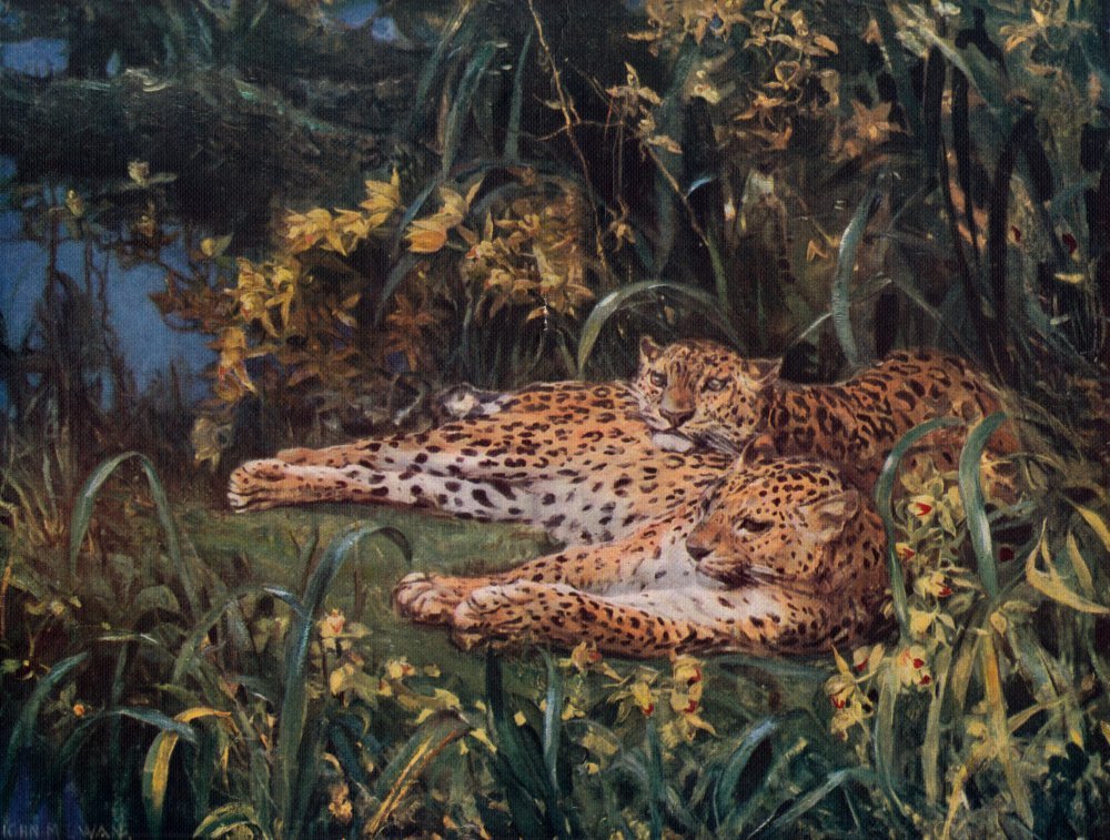 Swan, John Macallan