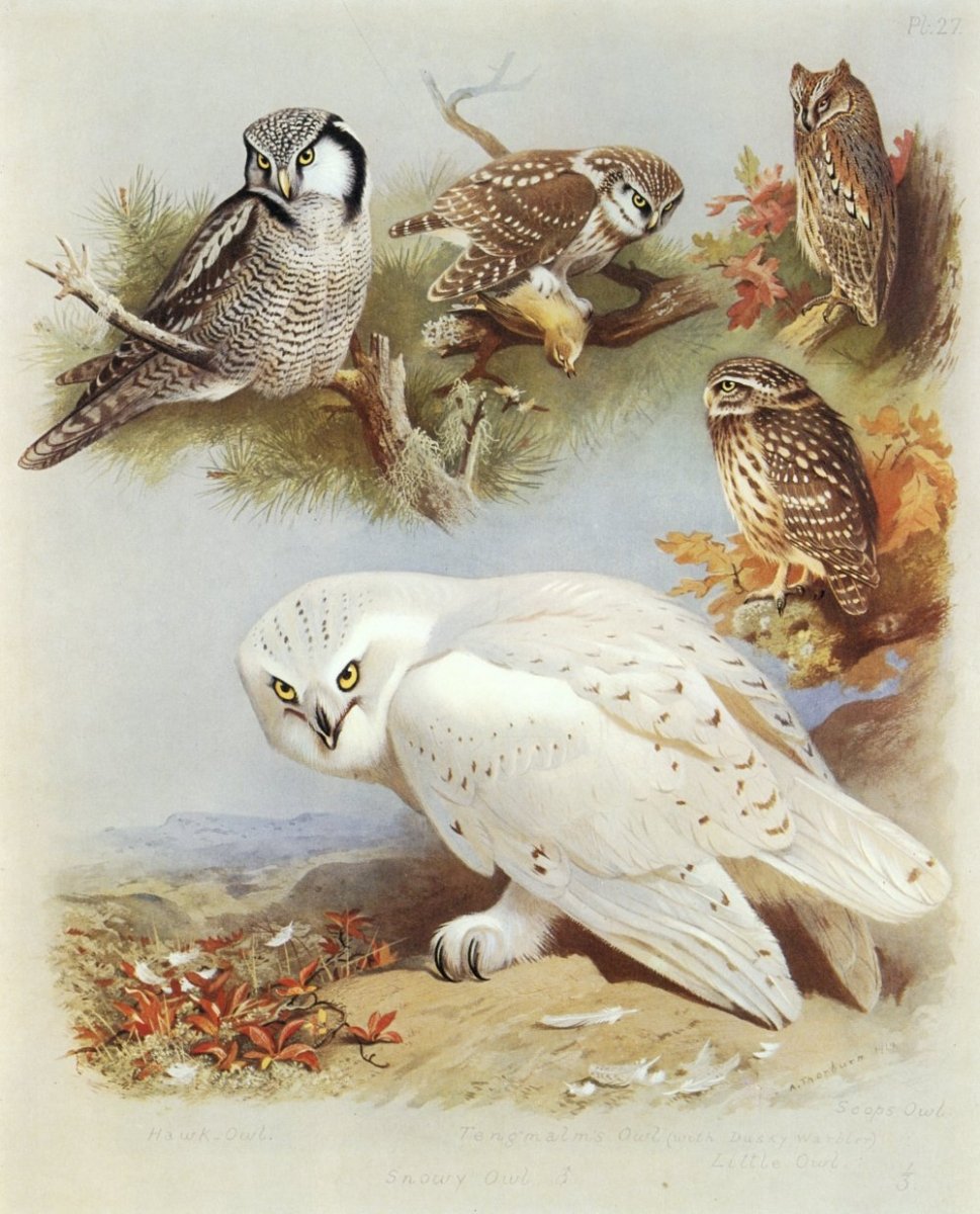 Archibald Thorburn