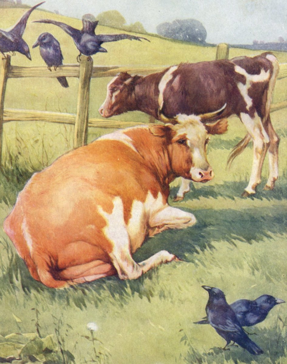 ·Cow Pictures in the Public Domain - Public Domain Image Library