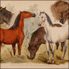 Studies of the Horse 1831 - Henry Alken (1785-1851) - 25 images