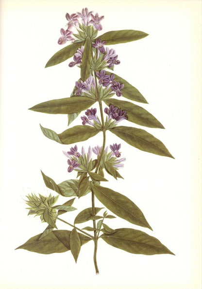 Botanical Prints 40 High Resolution Images | Dimensions 6252 x 8928 pixels