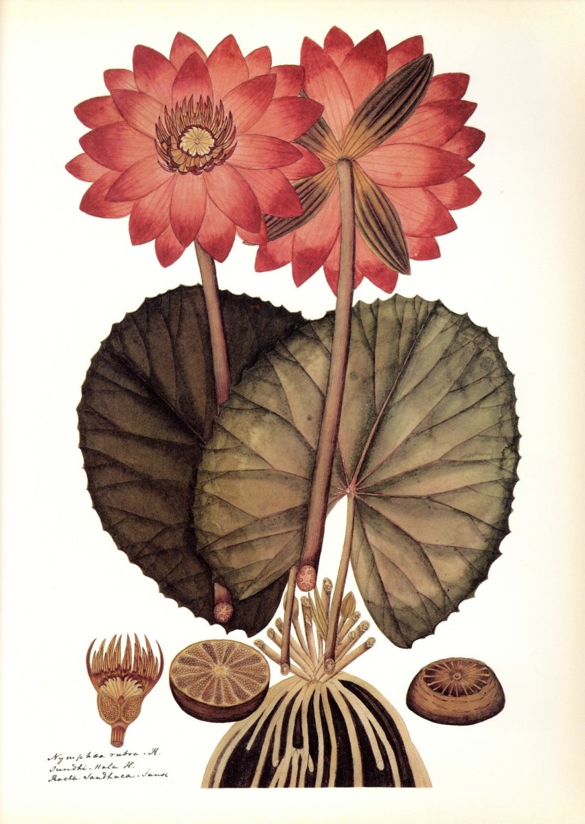 Botanical Prints 40 High Resolution Images | Dimensions 6324 x 8904 pixels