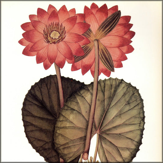 Digital Download - 1 image