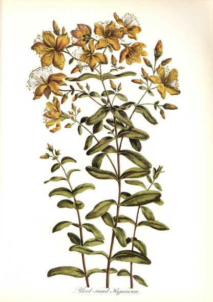 Botanical Prints 40 High Resolution Images | Dimensions 6324 x 8952 pixels