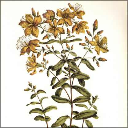 Digital Download - 1 image