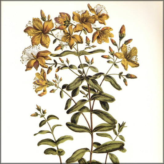 Digital Download - 1 image