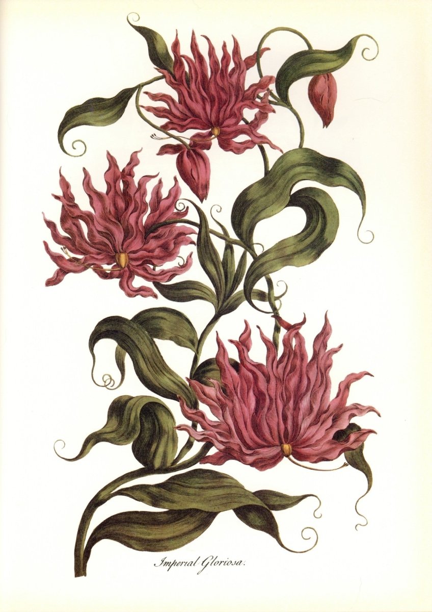 Botanical Prints 40 High Resolution Images | Dimensions 6325 x 8954 pixels