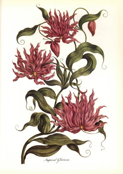 Botanical Prints 40 High Resolution Images | Dimensions 6325 x 8954 pixels