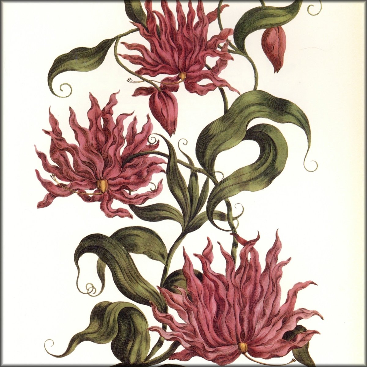 Digital Download - 1 image