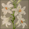 Haarlem's Flora 1872-1881 - Arentine H. Arendsen (1836-1915) - 120 images