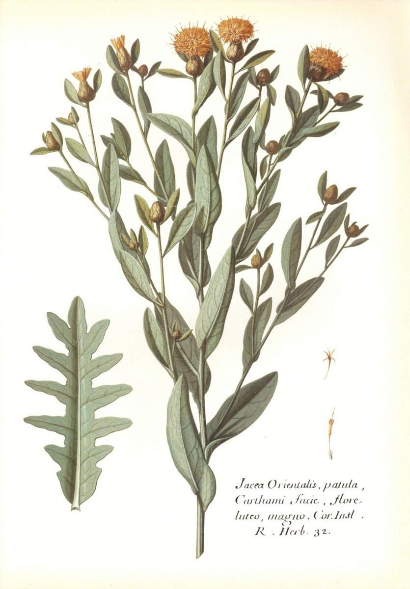 Dimensions 6228 x 8952 pixels