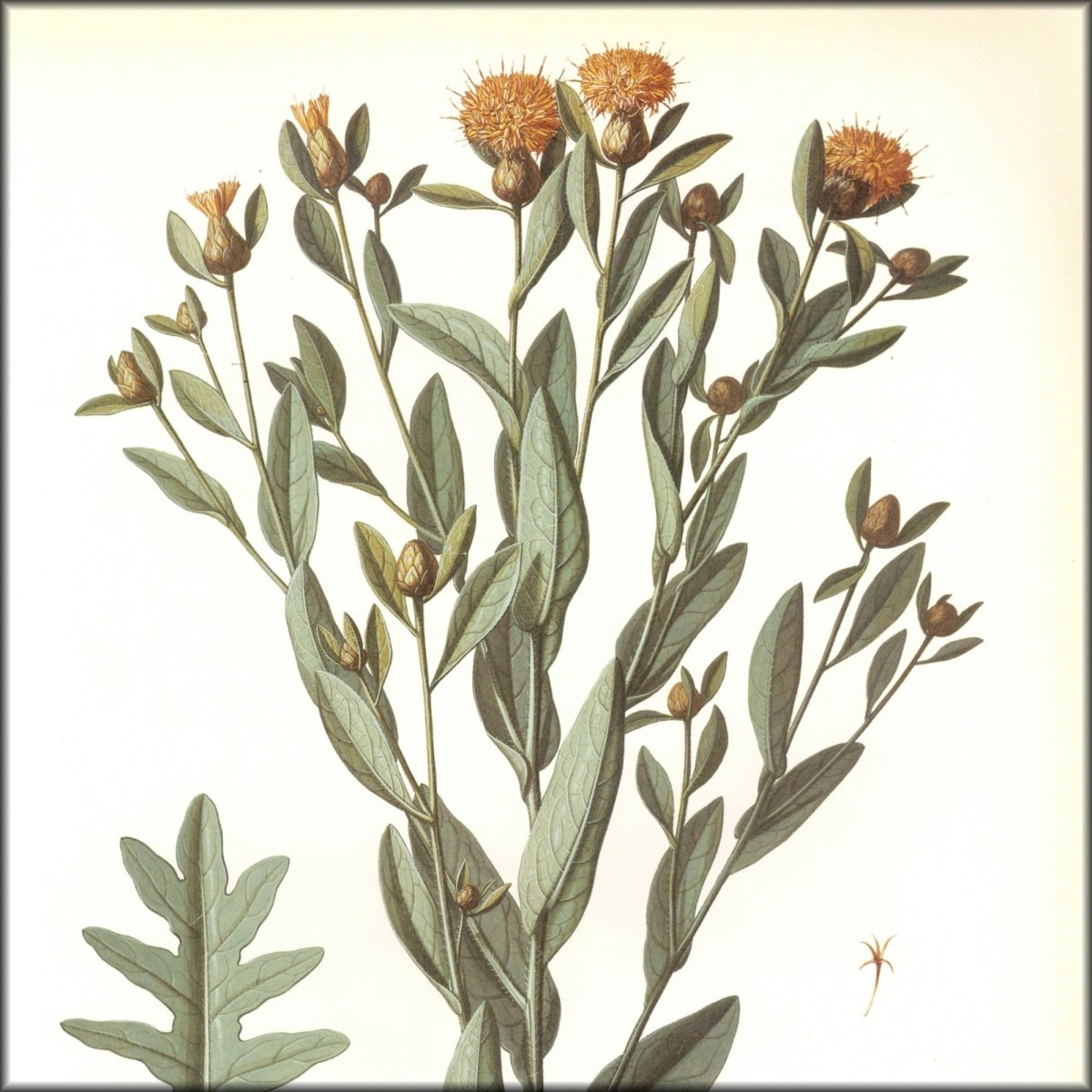 Digital Download - 1 image