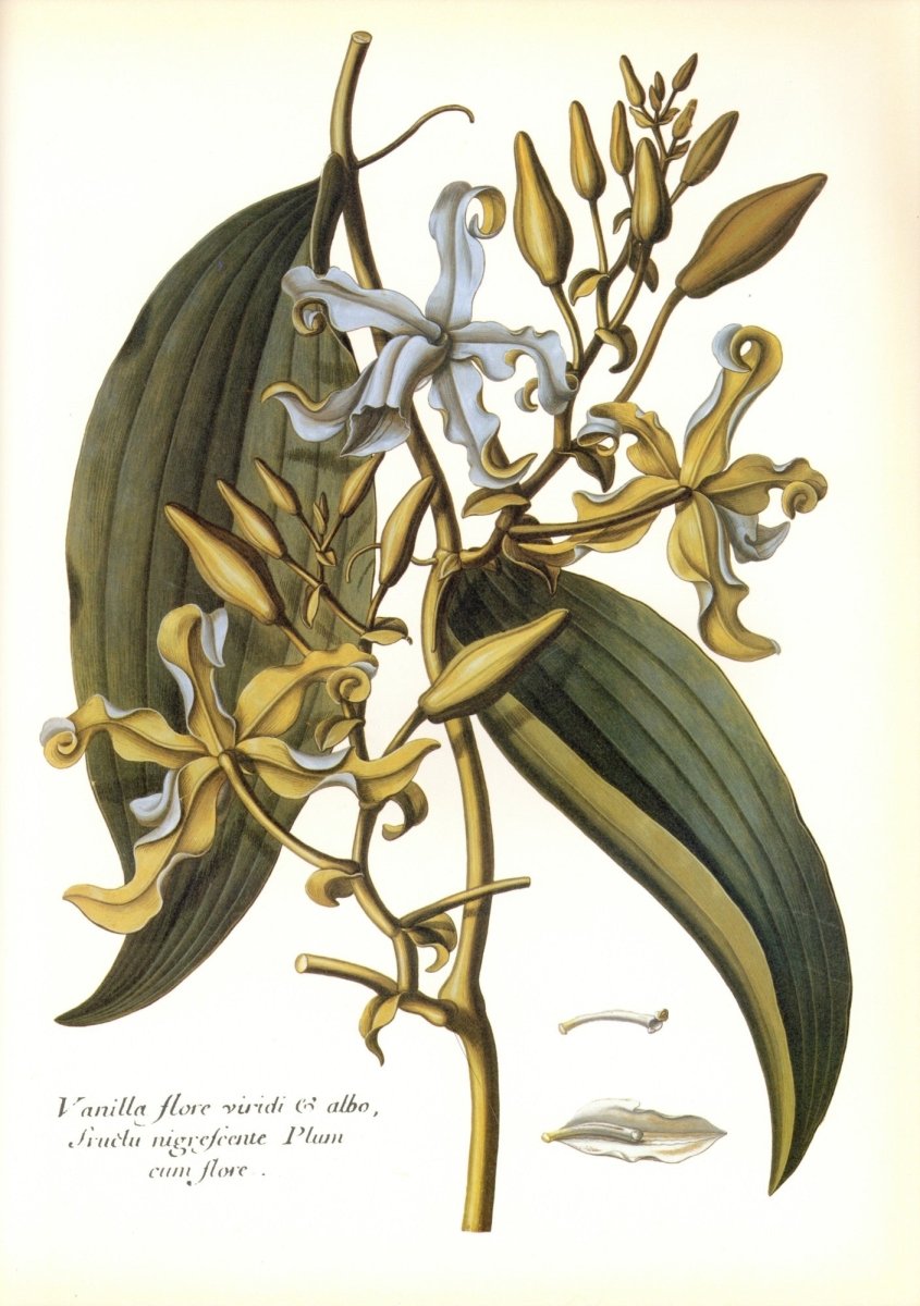 Dimensions 6300 x 8952 pixels