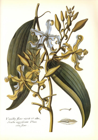 Dimensions 6300 x 8952 pixels