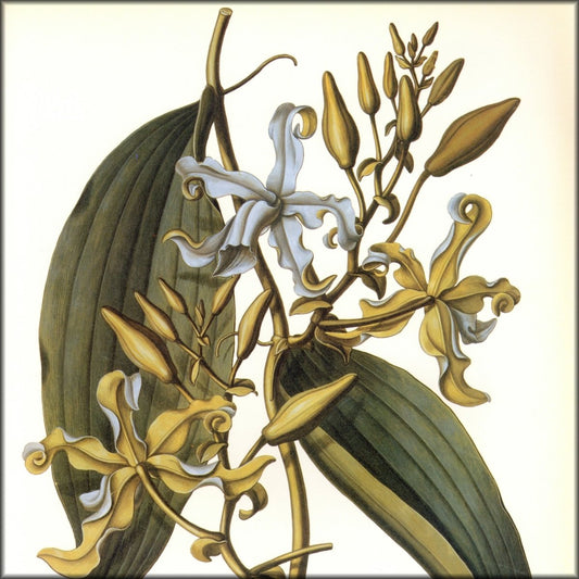 Digital Download - 1 image