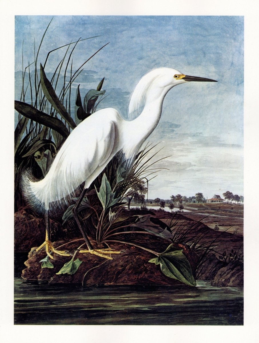 John James Audubon Illustrations In The Public Domain john-james-audubon-illustrations-in-the-public-domain