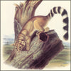Quadrupeds of North America 1851, The - John J. Audubon (1785-1851)  - 150 images